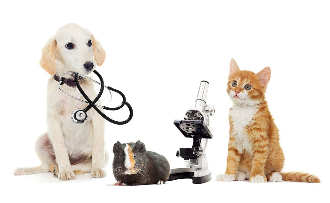 Freundliche Tierarztpraxis, Freundlicher Tierarzt, Sierning